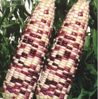 Gói 20g hạt giống bắp nếp F1 trắng tím