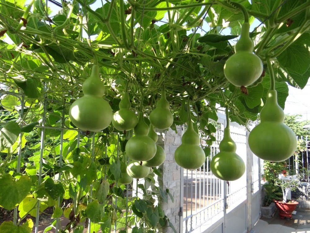 Gói 1g hạt giống bầu hồ lô