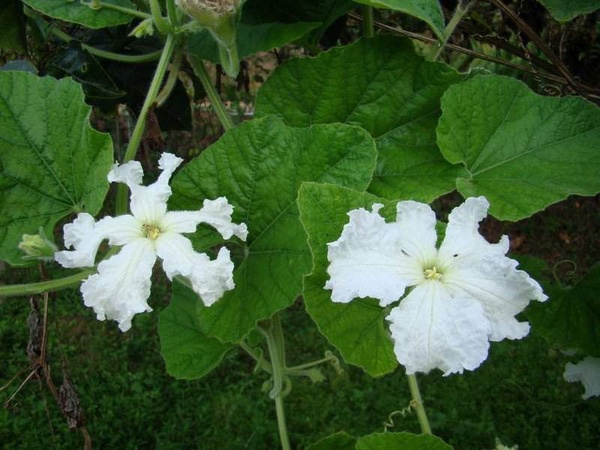 Gói 2g hạt giống bầu hồ lô F1