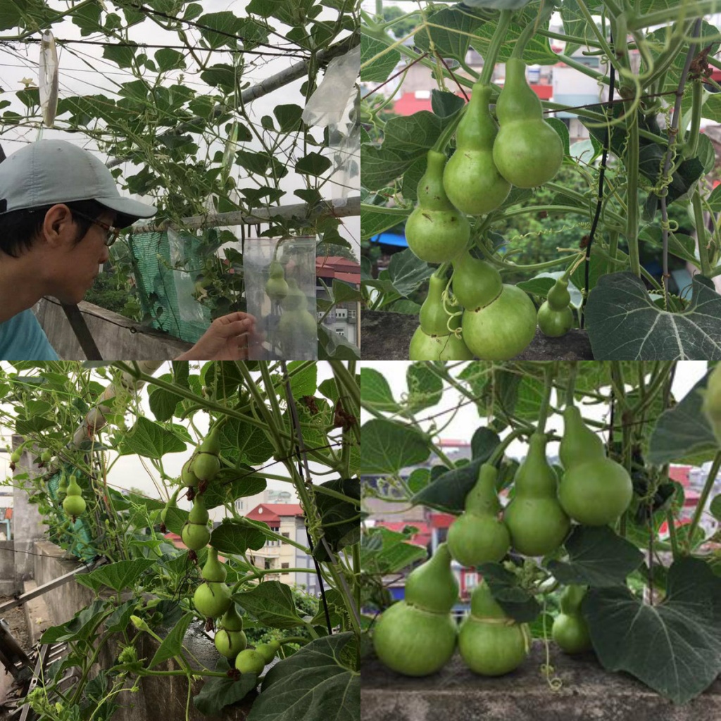 Gói 10 Hạt giống bầu hồ lô mini