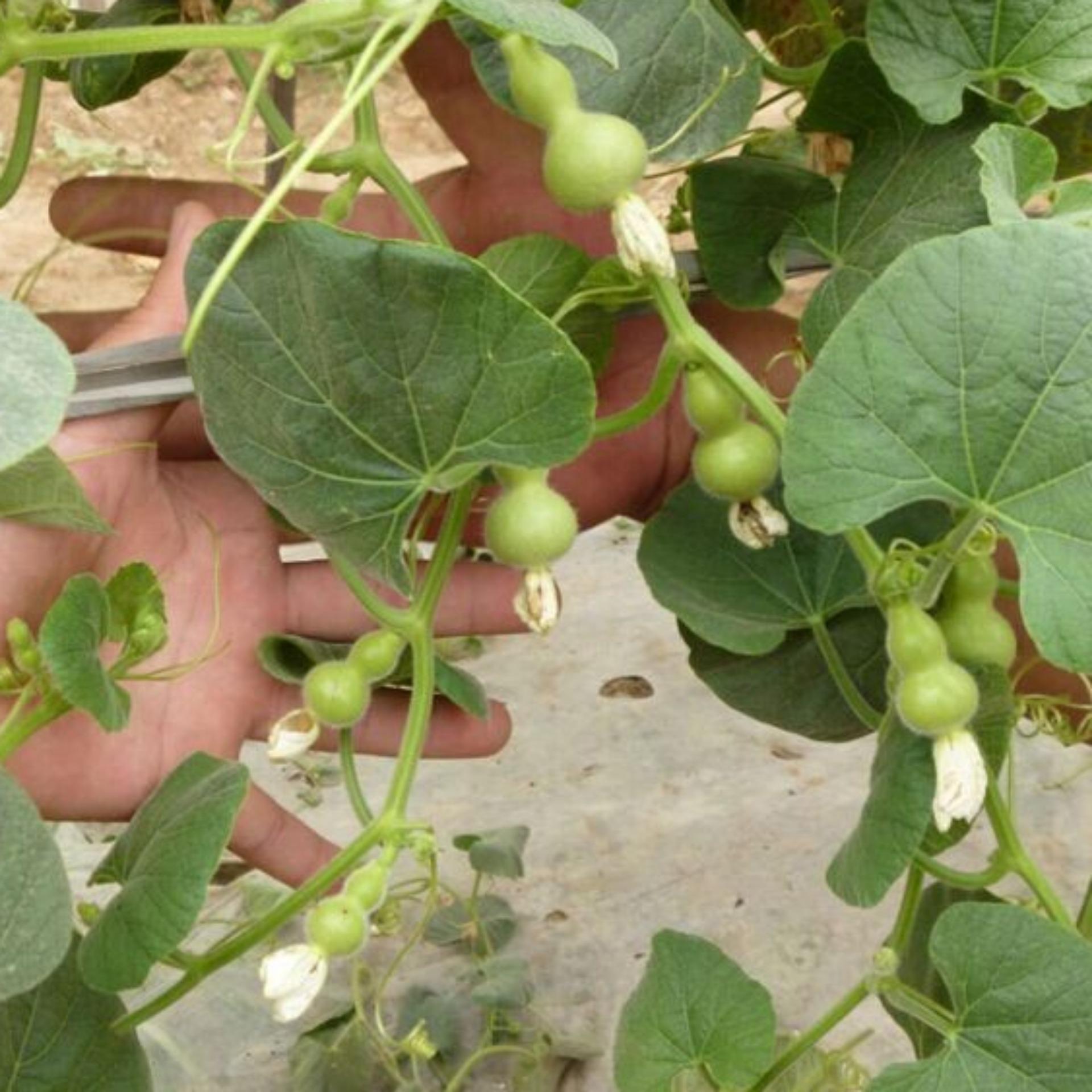 Gói 10 Hạt giống bầu hồ lô mini