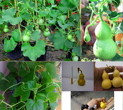 Gói 10 Hạt giống bầu hồ lô mini