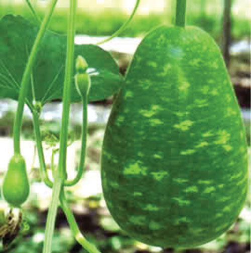 Gói 2g hạt giống bầu tròn F1