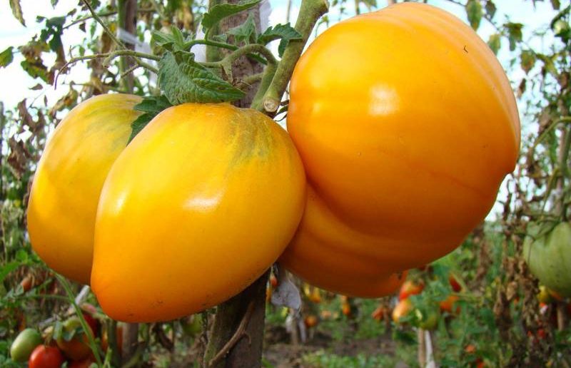 Gói 0.5GR hạt giống Cà Chua Trái Tim Vàng