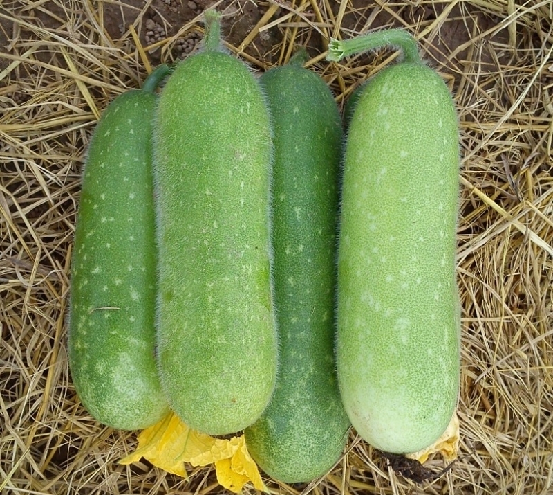 Gói 0.5g hạt giống bí đao chanh F1 thanh trúc