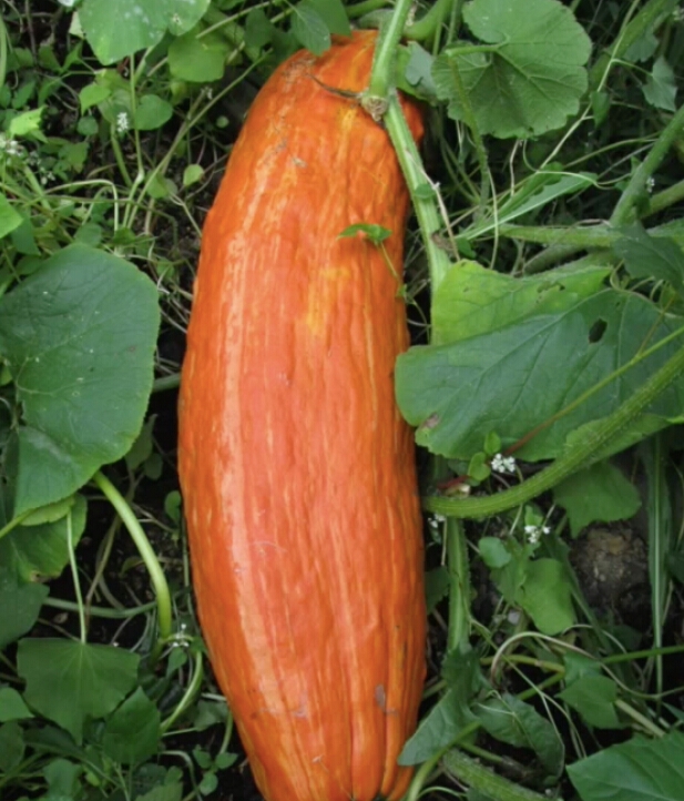 Gói 5g hạt giống bí đỏ dài (bí sáp)