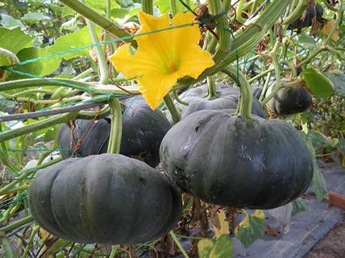 Gói 5 hạt giống Bí Đỏ Thái Lan F1 SV 551