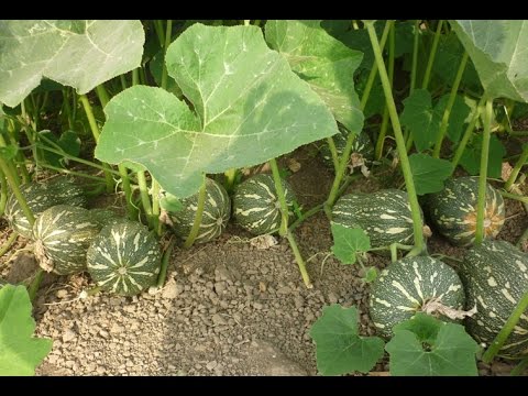 Gói 1g hạt giống bí hạt đậu F1
