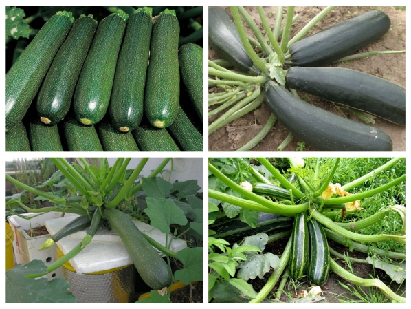 Gói 20 hạt giống bí ngòi xanh