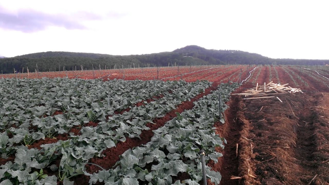 Gói 0.2GR hạt giống Bông Cải Xanh Mini