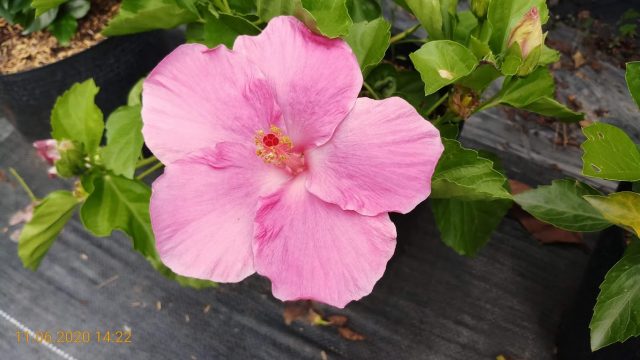 Cây hoa bông bụp (dâm bụt) thái hồng