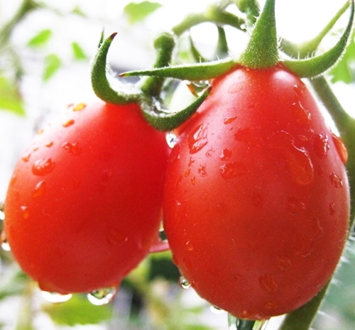 Gói 0.5GR hạt giống Cà Chua Lê Đỏ