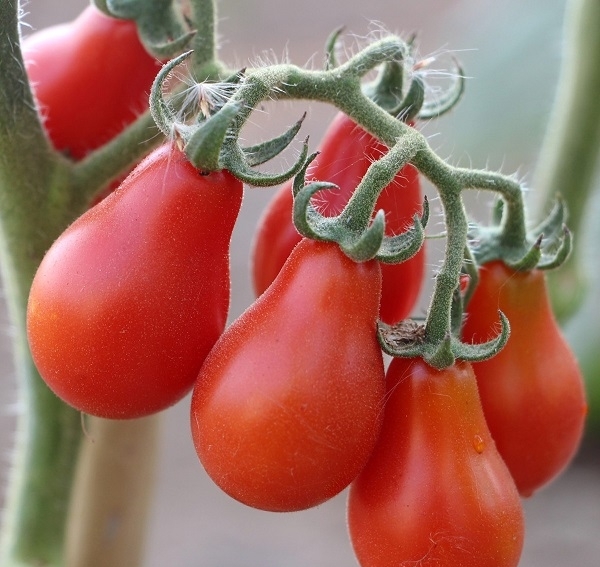 Gói 0.5GR hạt giống Cà Chua Lê Đỏ