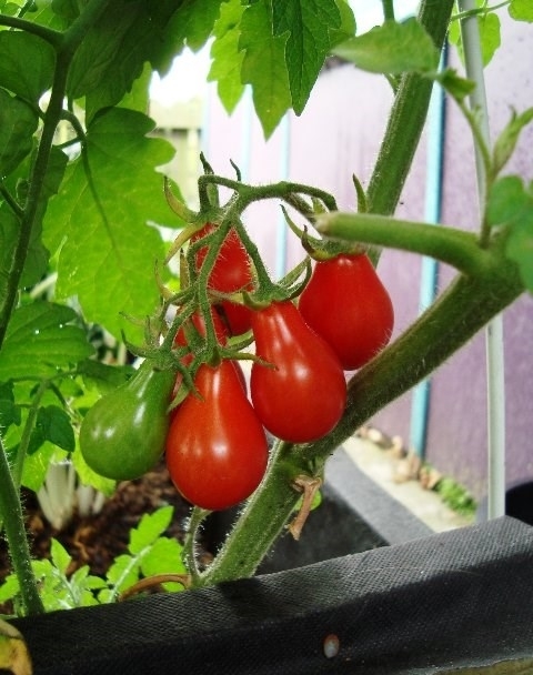 Gói 0.5GR hạt giống Cà Chua Lê Đỏ