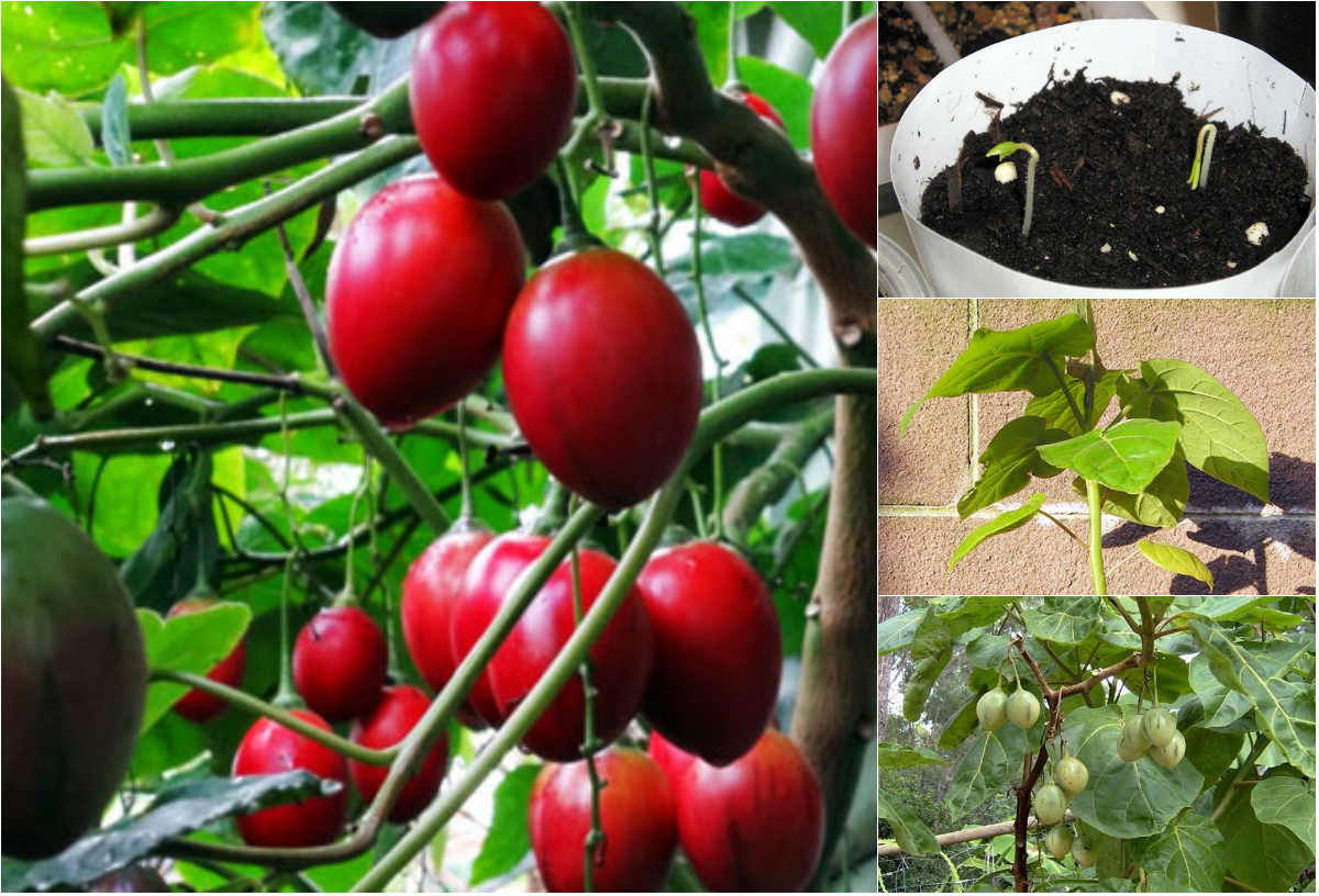 Cây giống cà chua thân gỗ Tamarillo (Magic-S)