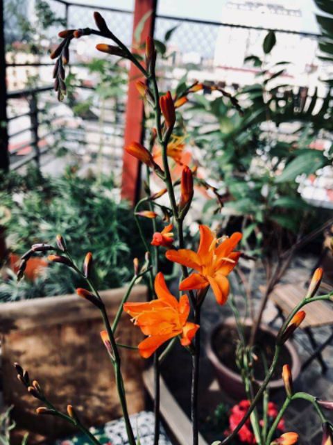 Combo 10 củ giống hoa dơn lúa (Lay ơn lúa) - Giống hoa lay ơn rừng trồng khoảng 5 tháng cho hoa.