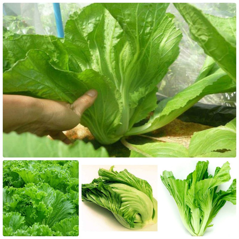 Gói 10g hạt giống cải bẹ dưa