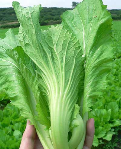 Gói 10g hạt giống cải bẹ dưa