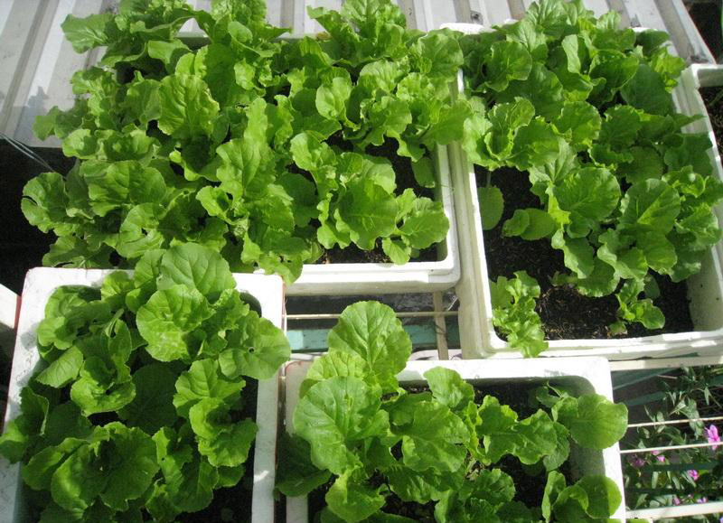 Gói 10g hạt giống cải bẹ dún