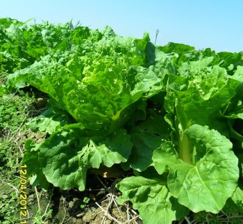 Gói 10g hạt giống cải bẹ dún