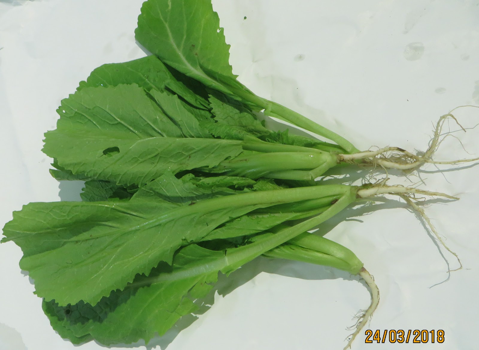 Gói 100g Hạt Giống Cải Bẹ Xanh Mỡ - Nanuseeds