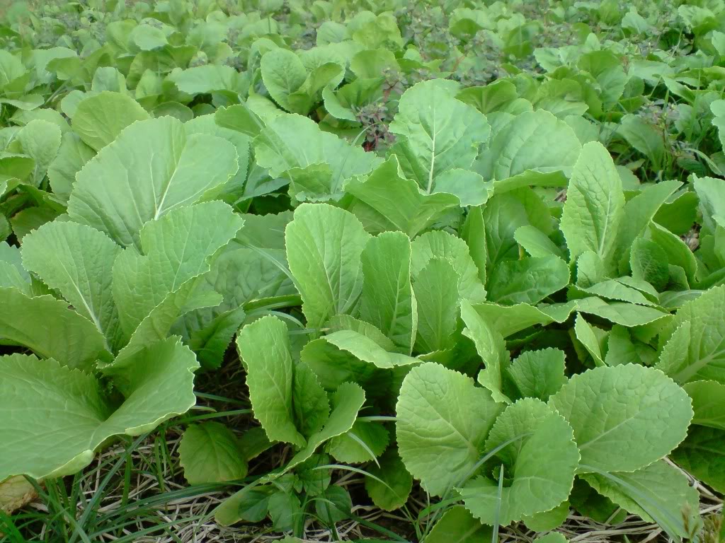 Gói 100g Hạt Giống Cải Bẹ Xanh Mỡ - Nanuseeds