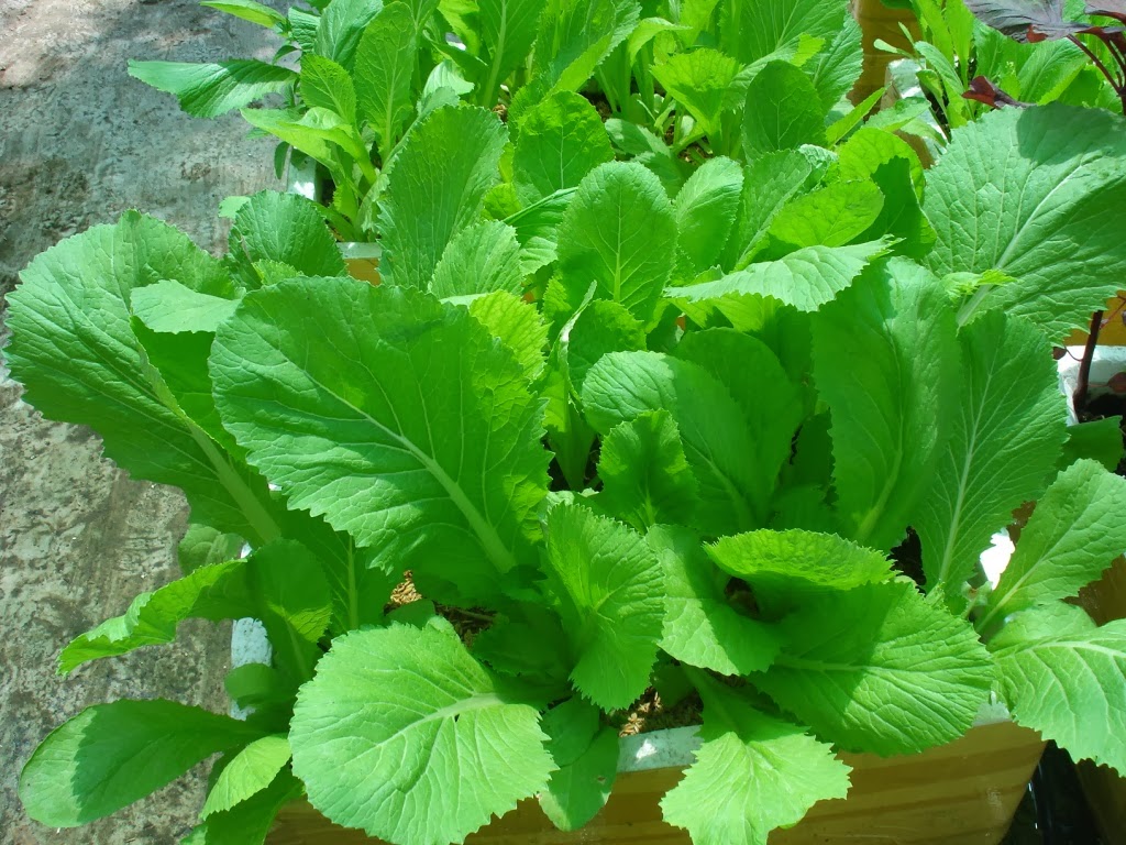 Gói 100g Hạt Giống Cải Bẹ Xanh Mỡ - Nanuseeds