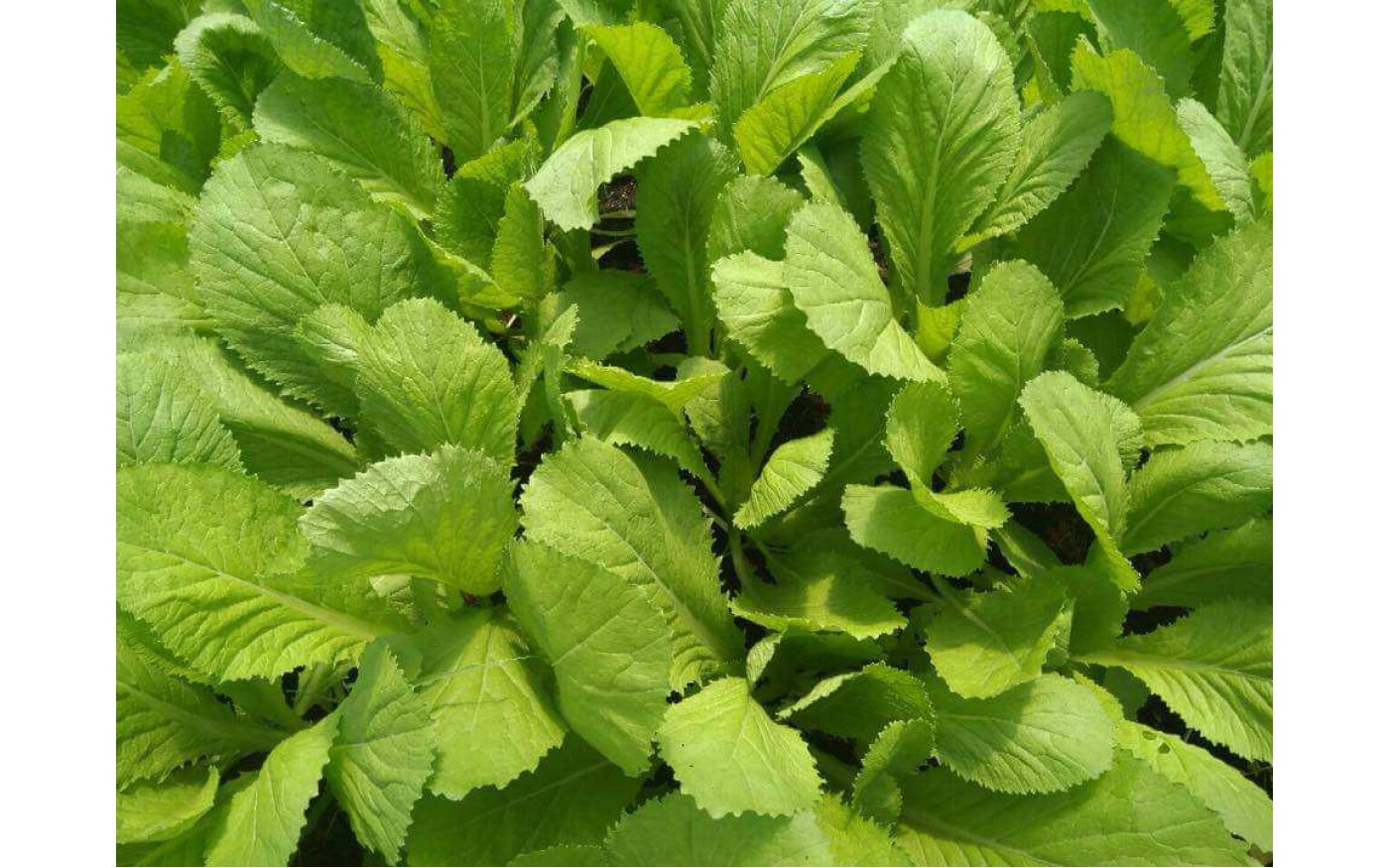 Gói 20g Hạt Giống Cải Bẹ Xanh Mỡ - Nanuseeds