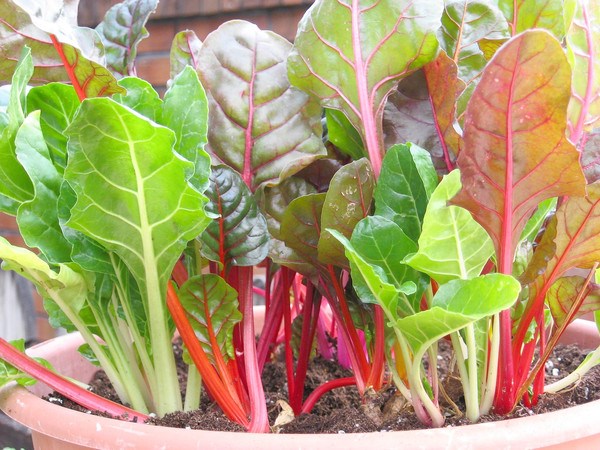 Gói 10g hạt giống cải cầu vồng