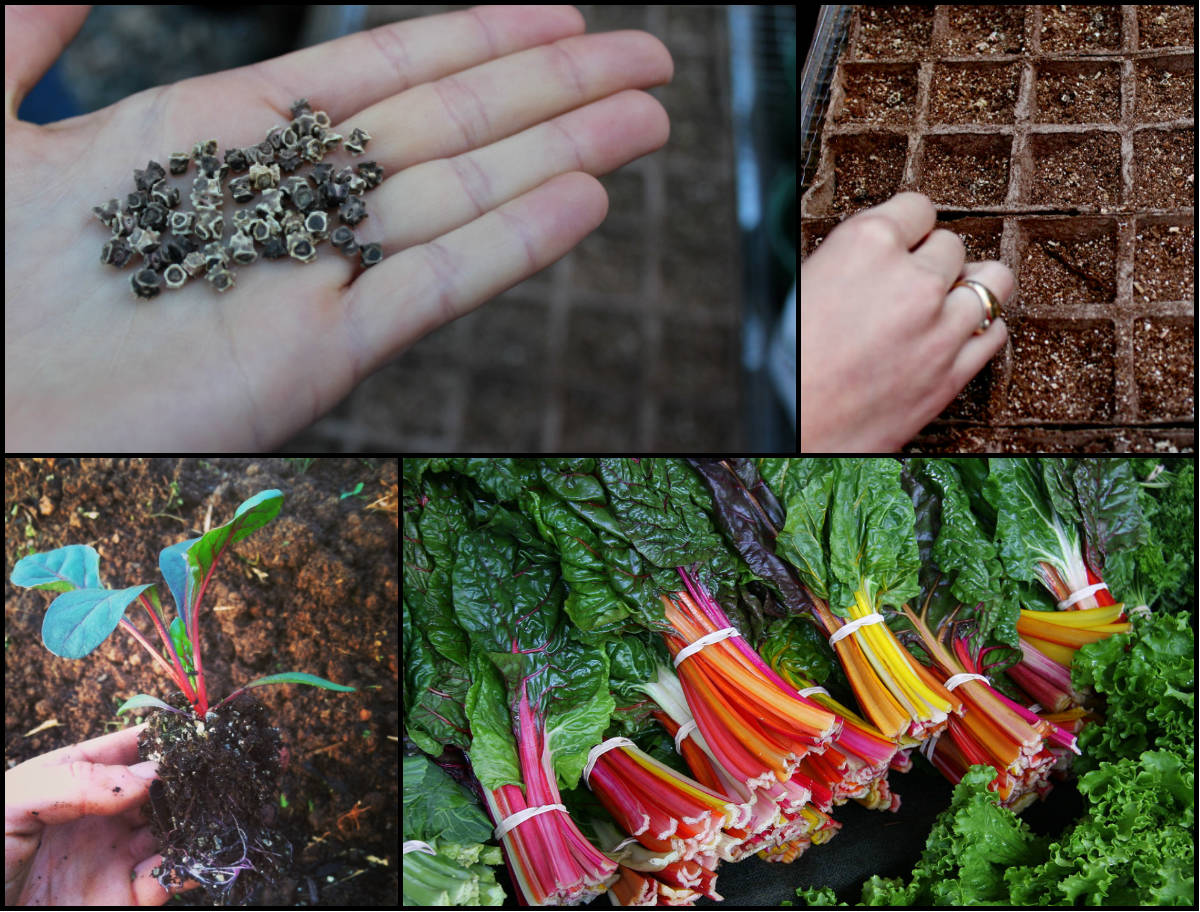 Gói 10g hạt giống cải cầu vồng