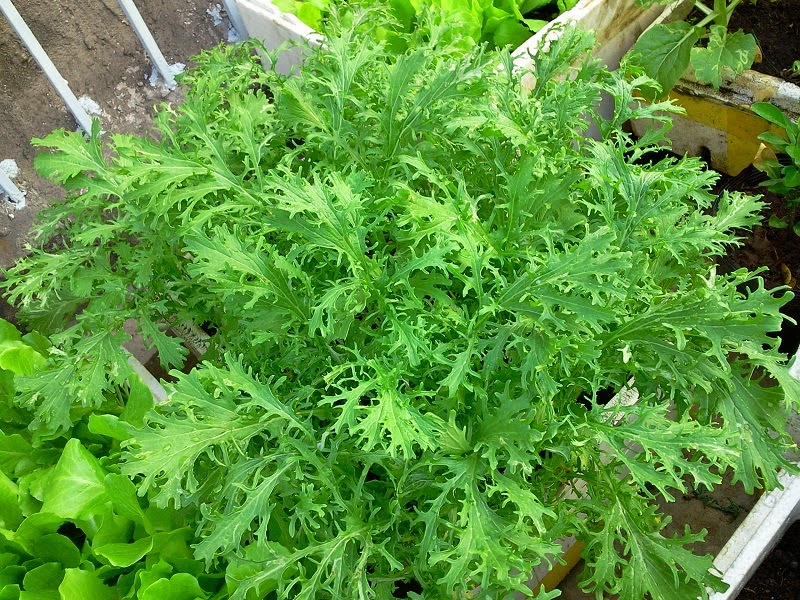 Gói 20g hạt giống cải xanh ngọt đuôi phụng