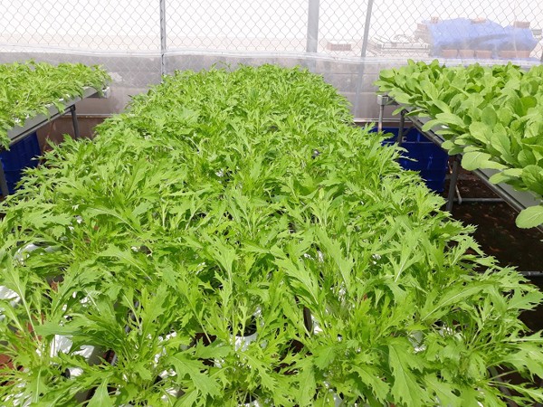 Gói 20g hạt giống cải xanh ngọt đuôi phụng