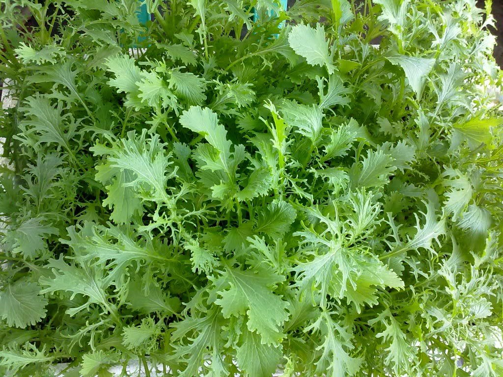 Gói 20g hạt giống cải xanh ngọt đuôi phụng