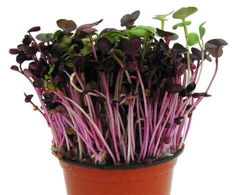 COMBO giá thể + 100g hạt giống rau mầm cải tím Malady