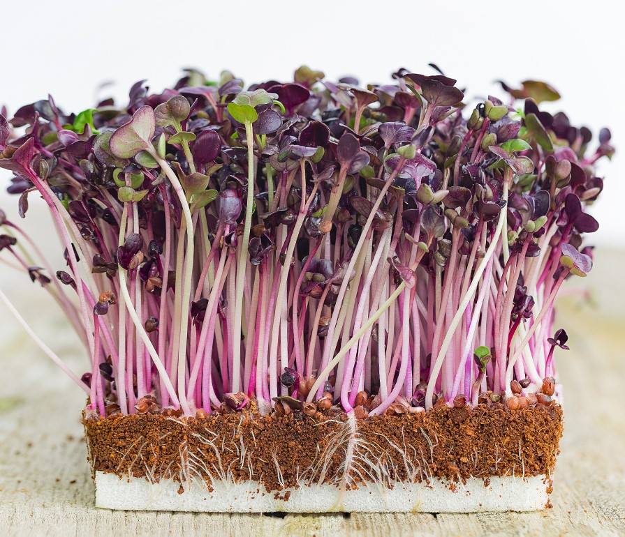 COMBO giá thể + 100g hạt giống rau mầm cải tím Malady