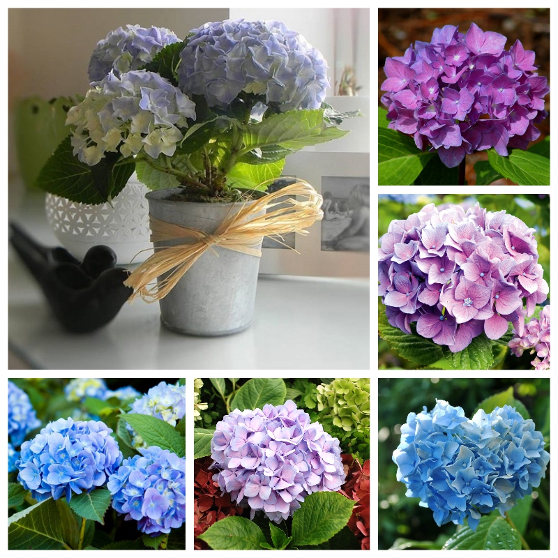 Chậu cây hoa cẩm tú cầu - cây trưởng thành đang có nụ sẵn