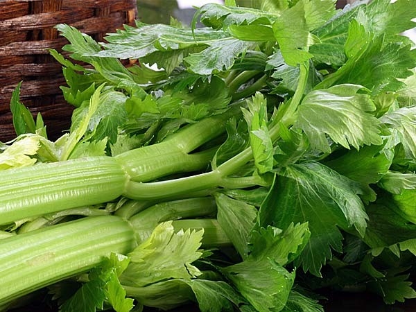 Gói 5g hạt giống cần xanh Đan Mạch