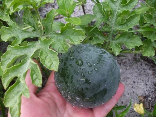 Gói 2GR hạt giống Dưa Hấu F1 Trái Lớn SV 143