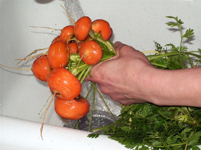 Gói 1g hạt giống cà rốt củ tròn Paris