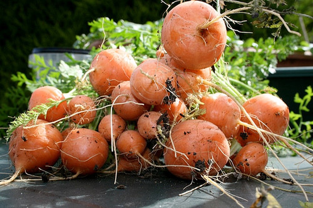 Gói 1g hạt giống cà rốt củ tròn Paris