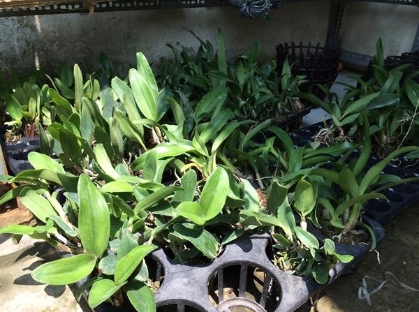 Combo 4 cây giống lan Cattleya hàng TEM chuẩn 4 màu hoa như hình