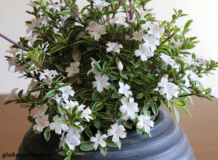 Chậu cây giống Bạch Tuyết Mai dáng bonsai