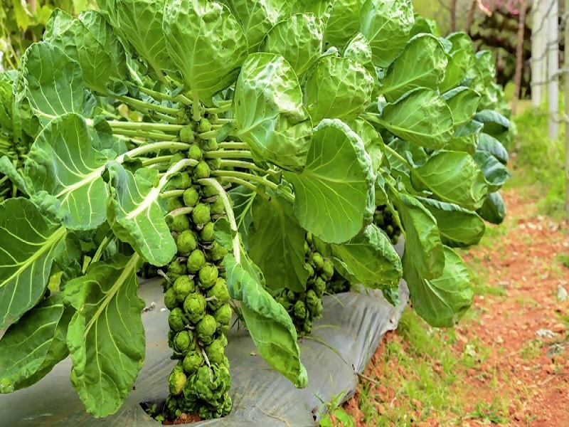 Chậu cây giống bắp cải tí hon Brussels