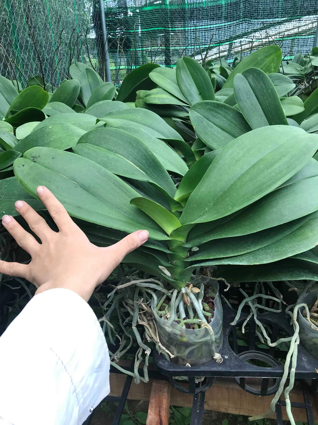Cây Lan hồ điệp khủng cốc 3.5