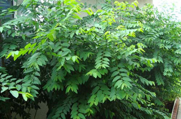 Gói 0.2GR hạt giống Rau Bồ Ngót