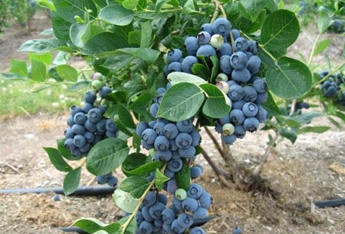 Cây Việt Quất tứ quý (Blueberry) trưởng thành, ra trái 4 mùa quanh năm - giống siêu trái, cao 40-60cm