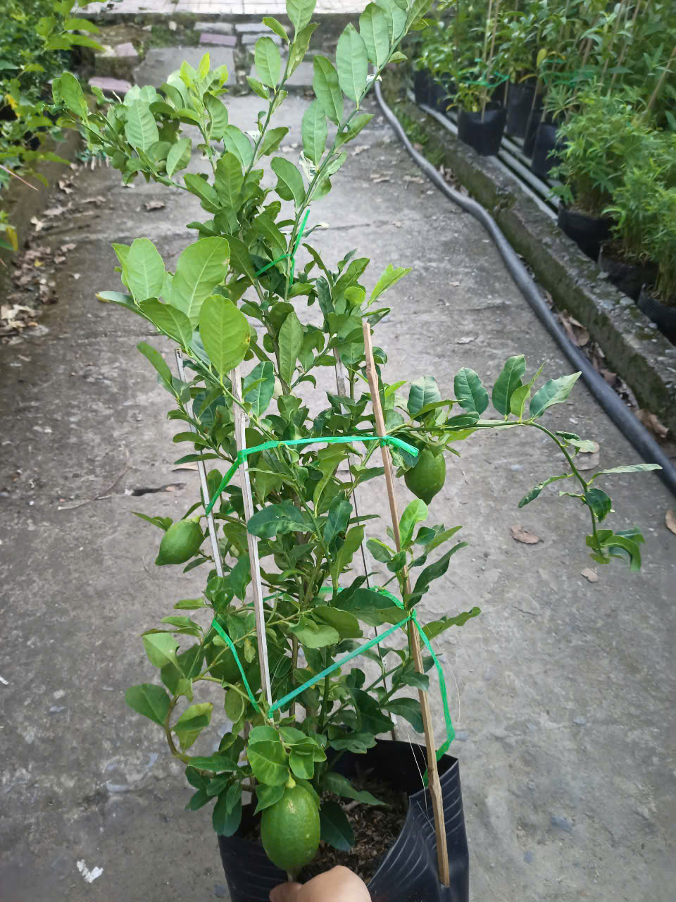 Chậu Chanh Vàng Eureka gốc chiết đang trái - Chanh Úc, Chanh Vàng Mỹ, Chanh Nước Hoa, Chanh Quảng Đông, Chanh Tây