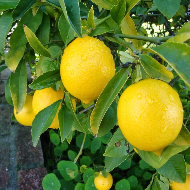 Chậu cây chanh vàng Mỹ dáng tree đang trái cao 1m2