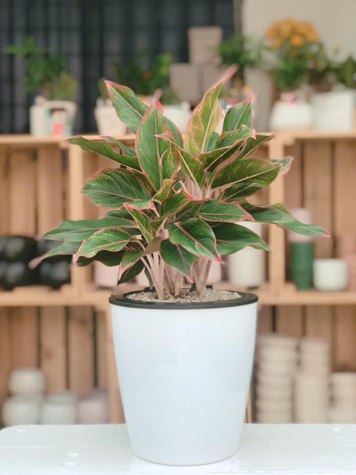 Chậu trồng cây thông minh tự tưới nước - đường kính 13cm