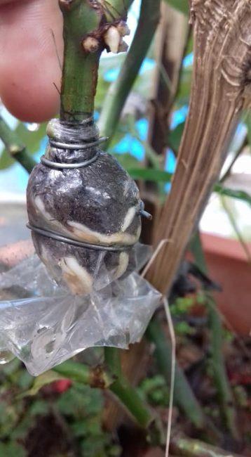 Combo 10 cây giống bầu chiết hồng ngoại - bầu nhiều rễ ổn định, tỷ lệ sống cao